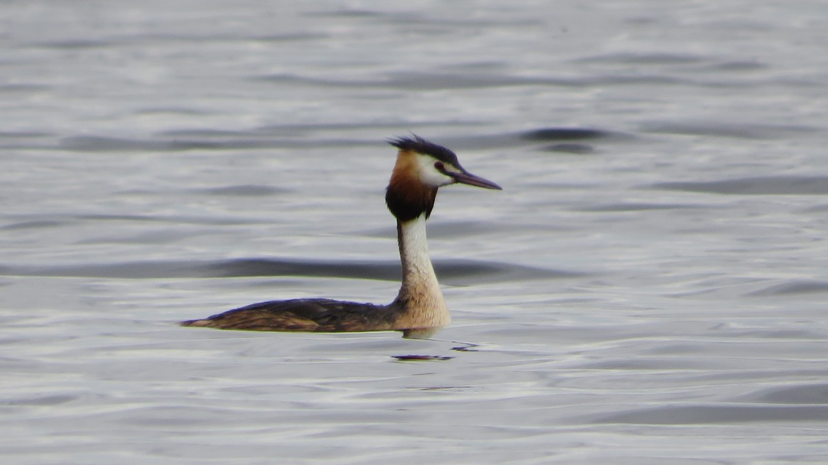 Great Crested Grebe - ML620336484