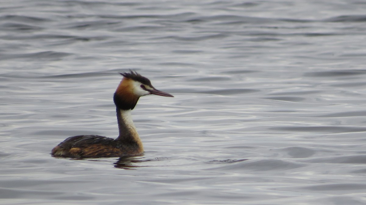 Great Crested Grebe - ML620336486