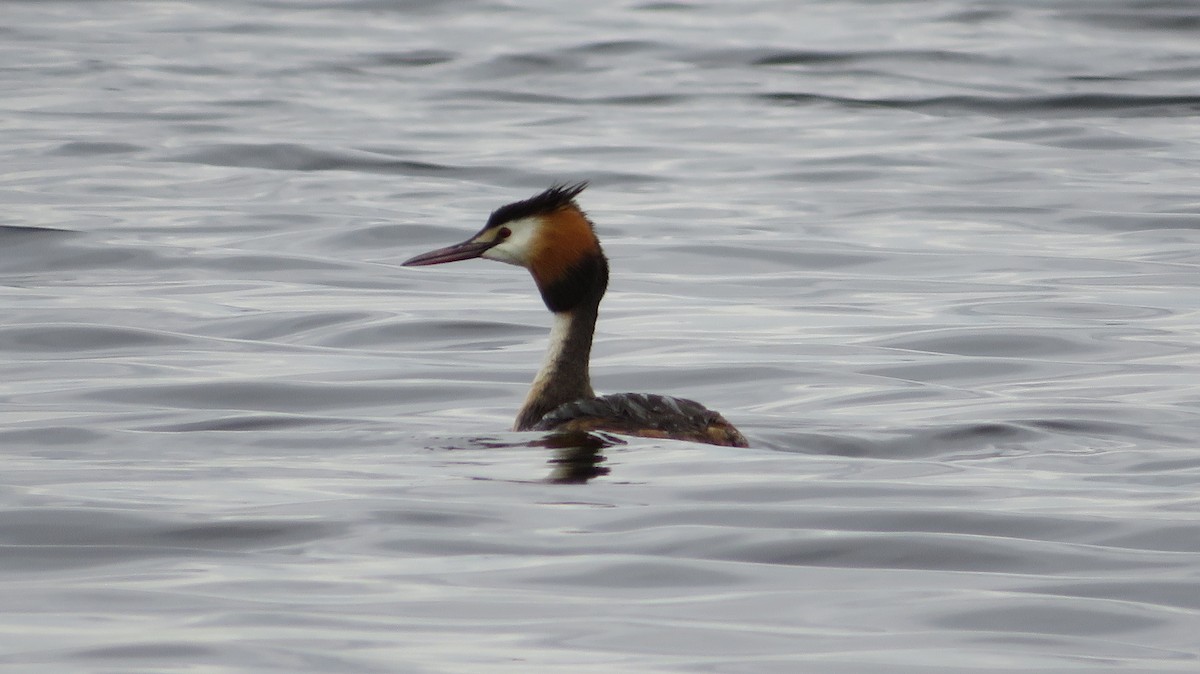 Great Crested Grebe - ML620336487