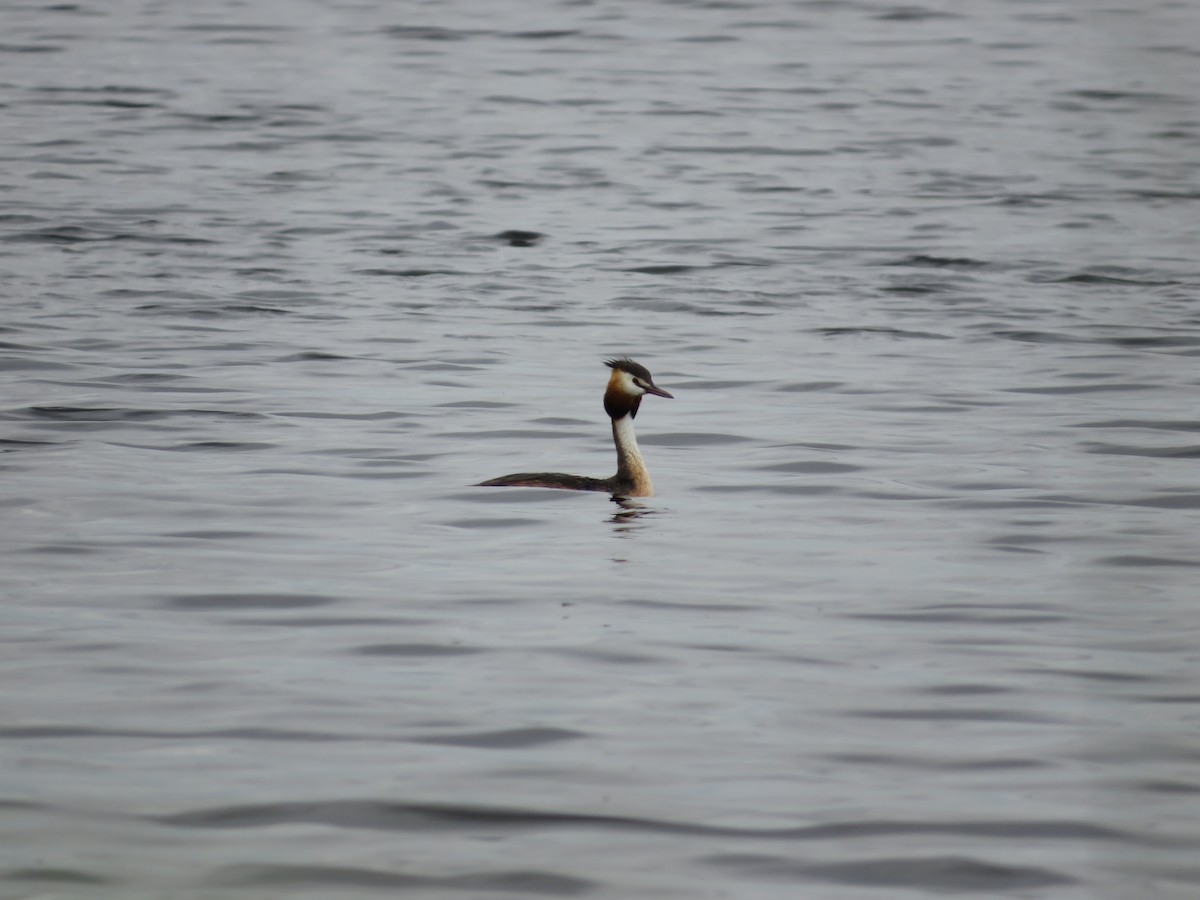 Great Crested Grebe - ML620336488