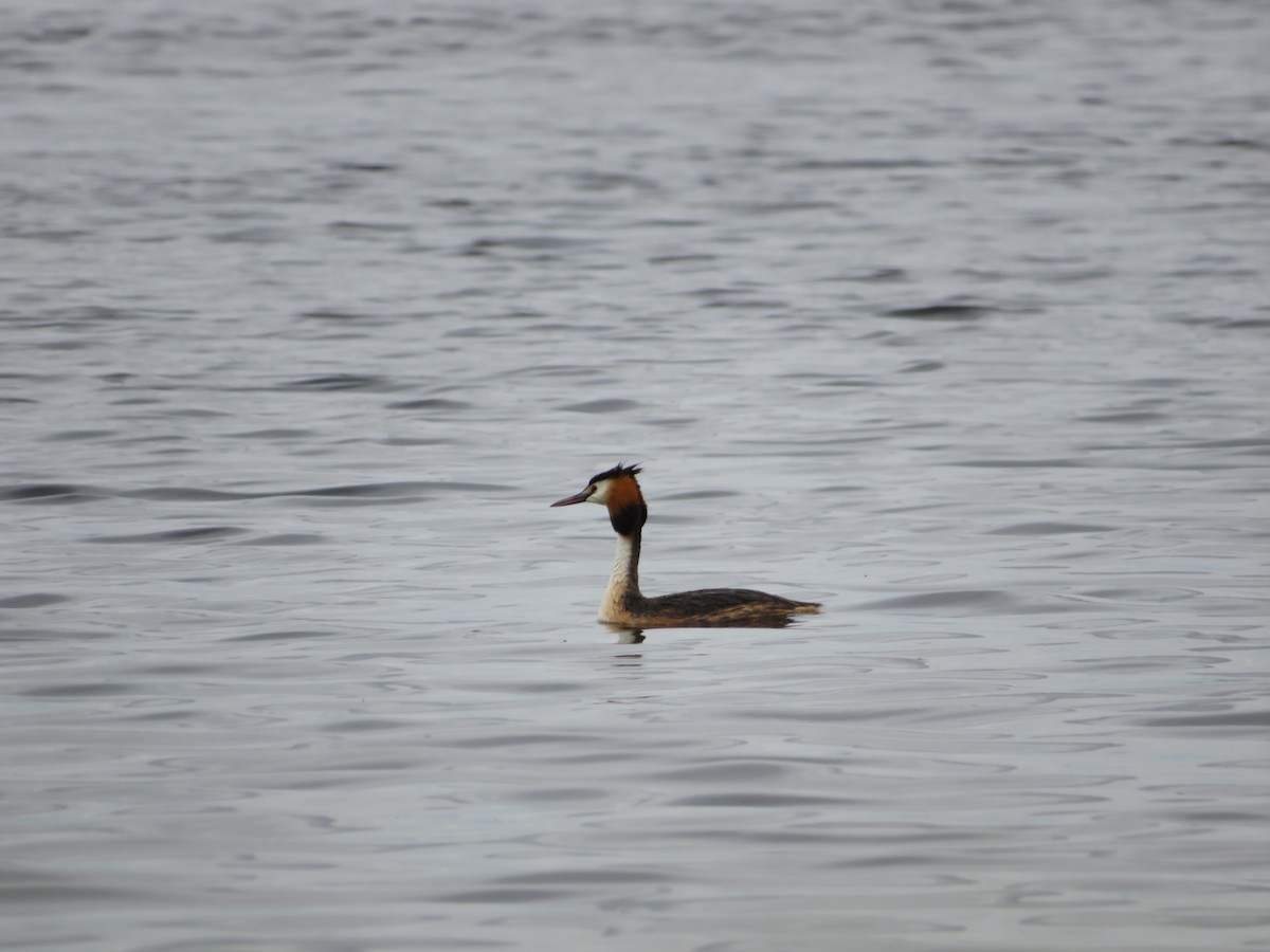 Great Crested Grebe - ML620336489