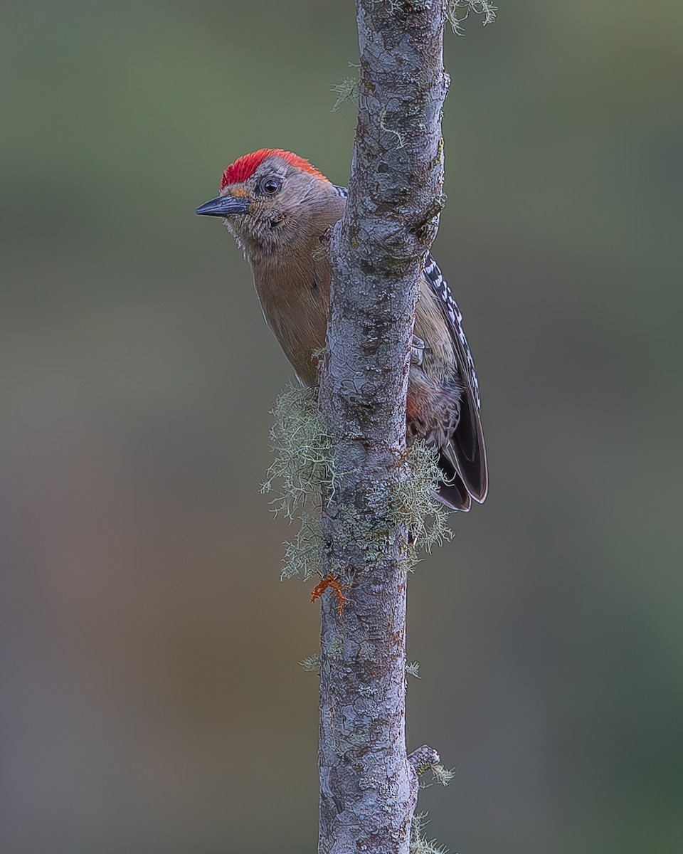 Red-crowned Woodpecker - ML620336493
