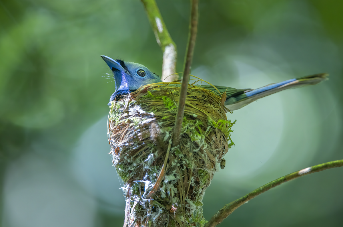 Black-naped Monarch - ML620336500