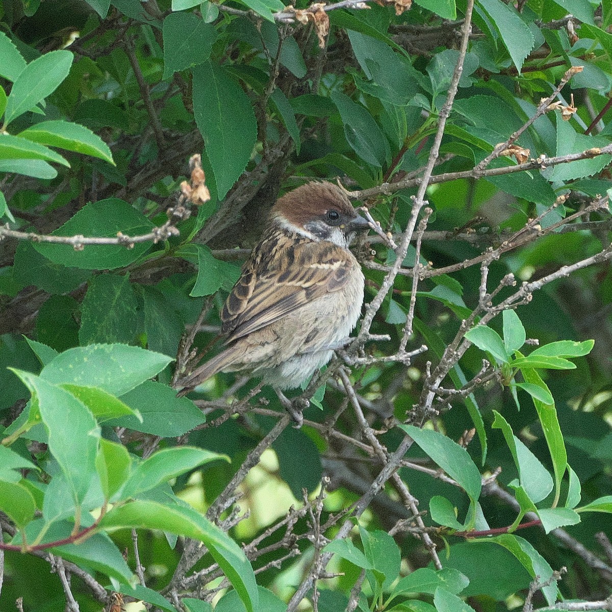 Eurasian Tree Sparrow - ML620336507