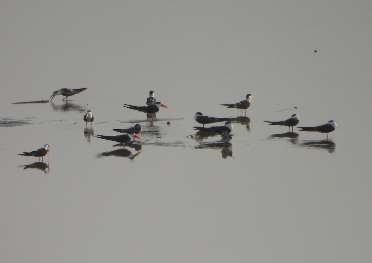 Indian Skimmer - ML620336508