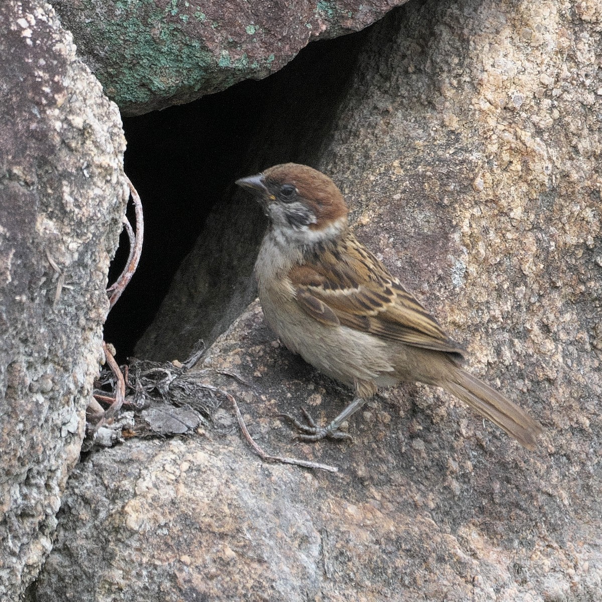 Eurasian Tree Sparrow - ML620336515