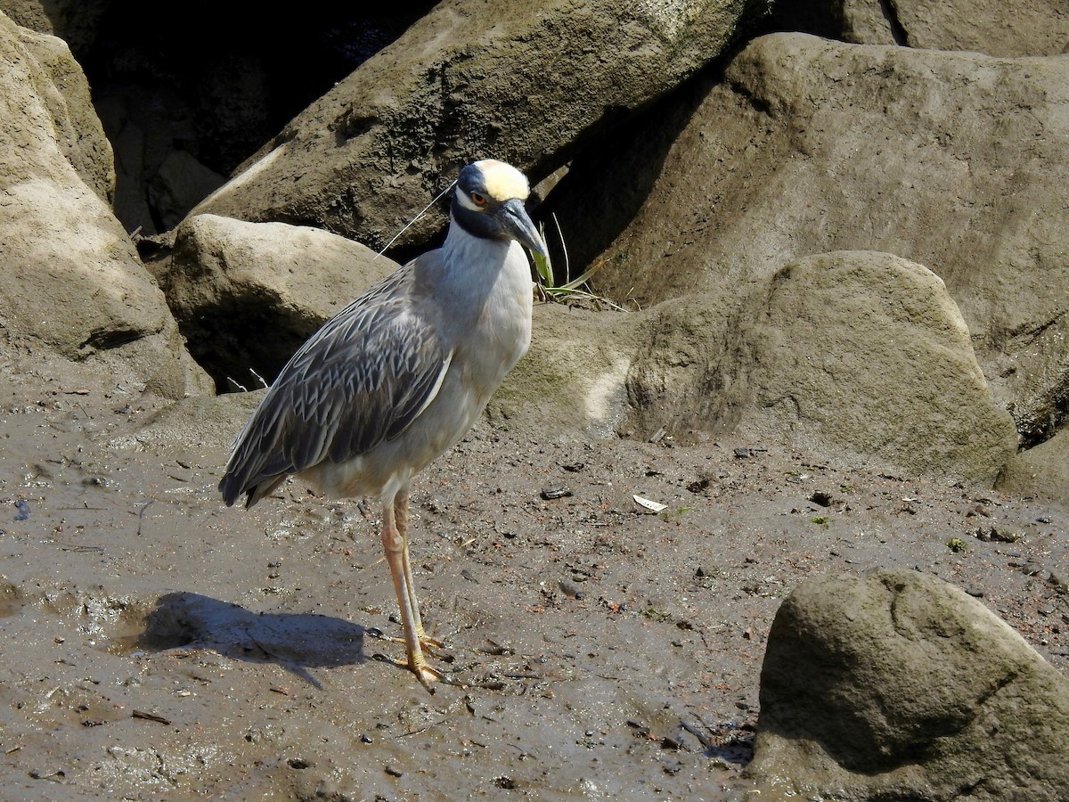 Yellow-crowned Night Heron - ML620336517