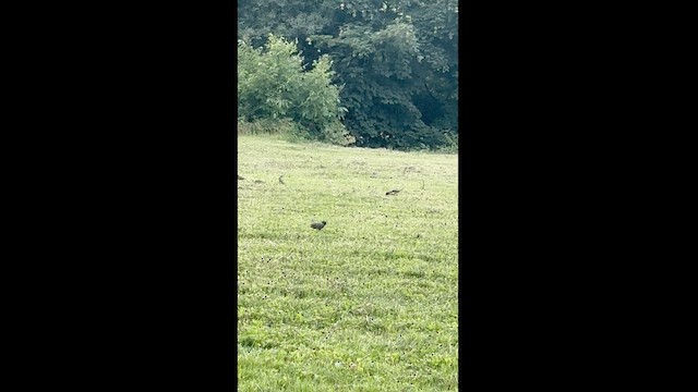 Rosy Starling - ML620336519