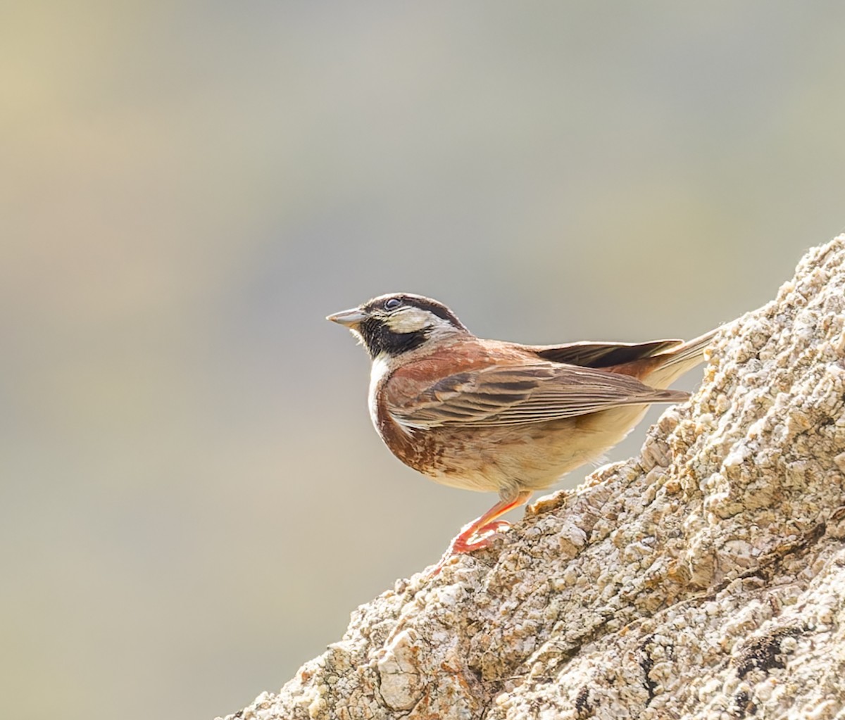 White-capped Bunting - ML620336542