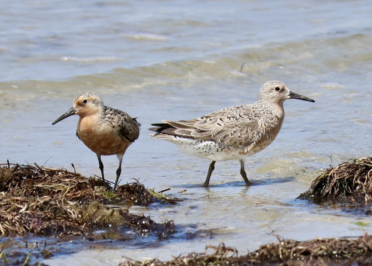 Red Knot - ML620336573