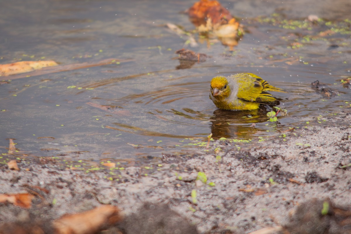 Cape Canary - ML620336576