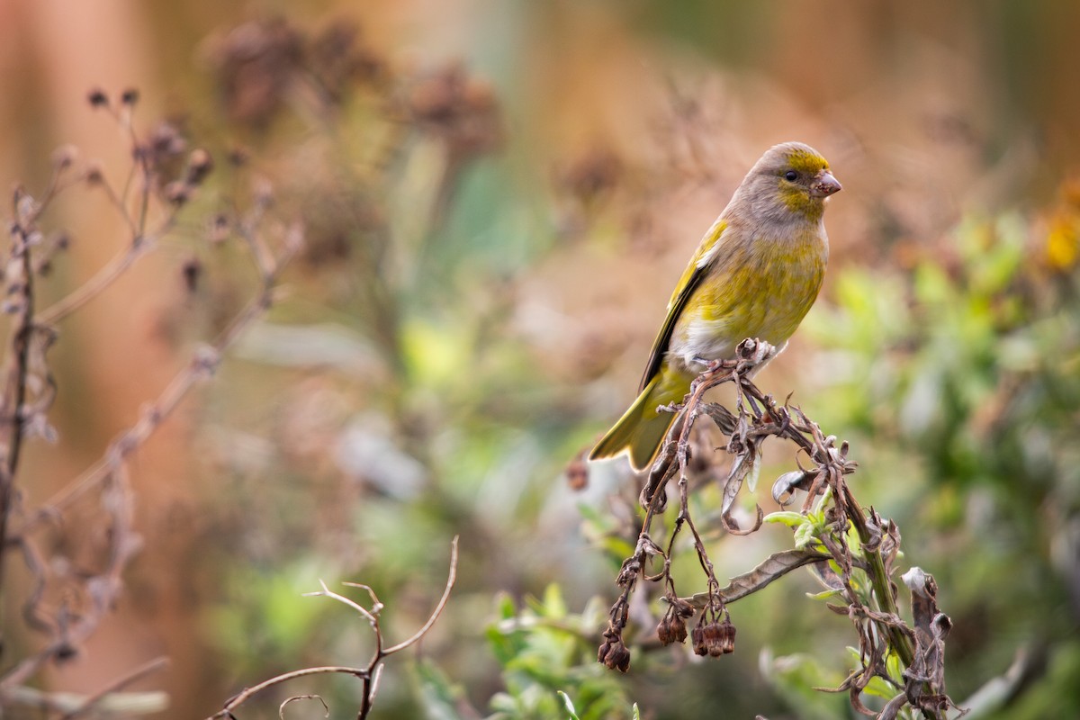 Serin du Cap - ML620336577