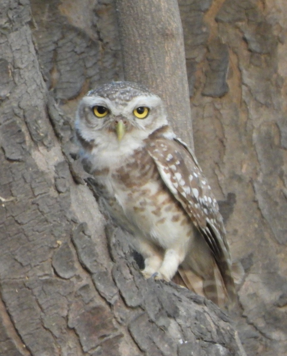 Spotted Owlet - ML620336580