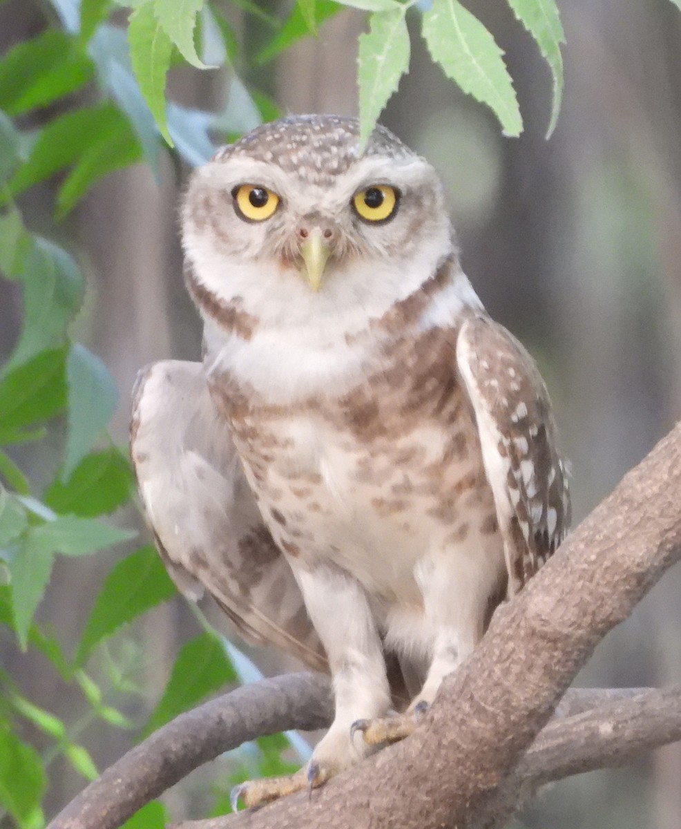 Spotted Owlet - ML620336581