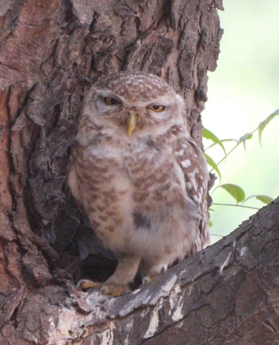 Spotted Owlet - ML620336582