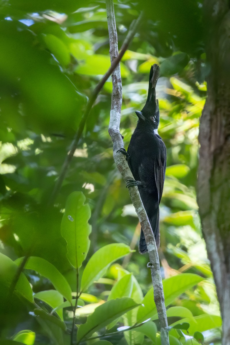 Crested Jayshrike - Max Khoo