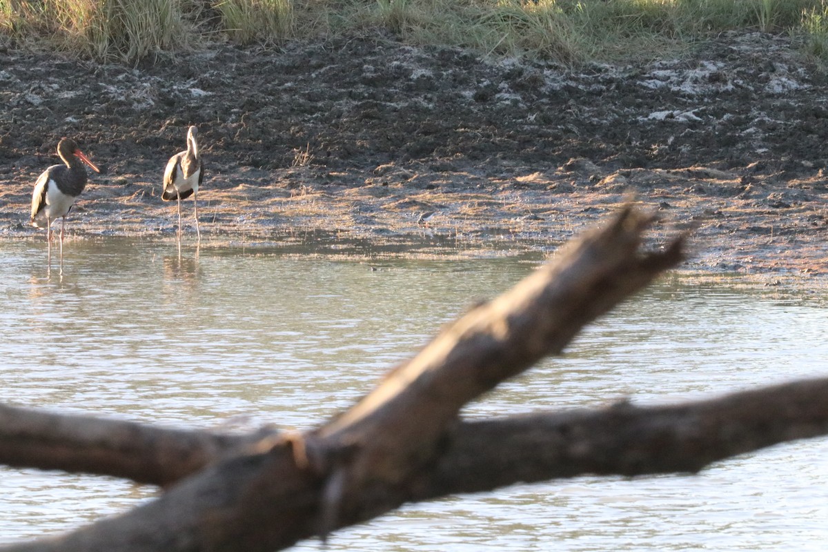 Three-banded Plover - ML620336596