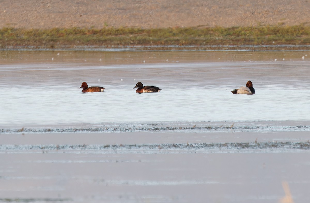 Baer's Pochard - ML620336603