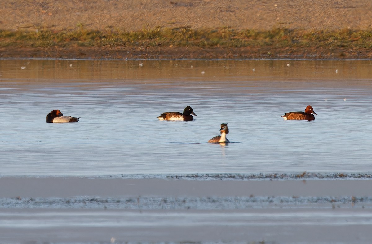 Baer's Pochard - ML620336606