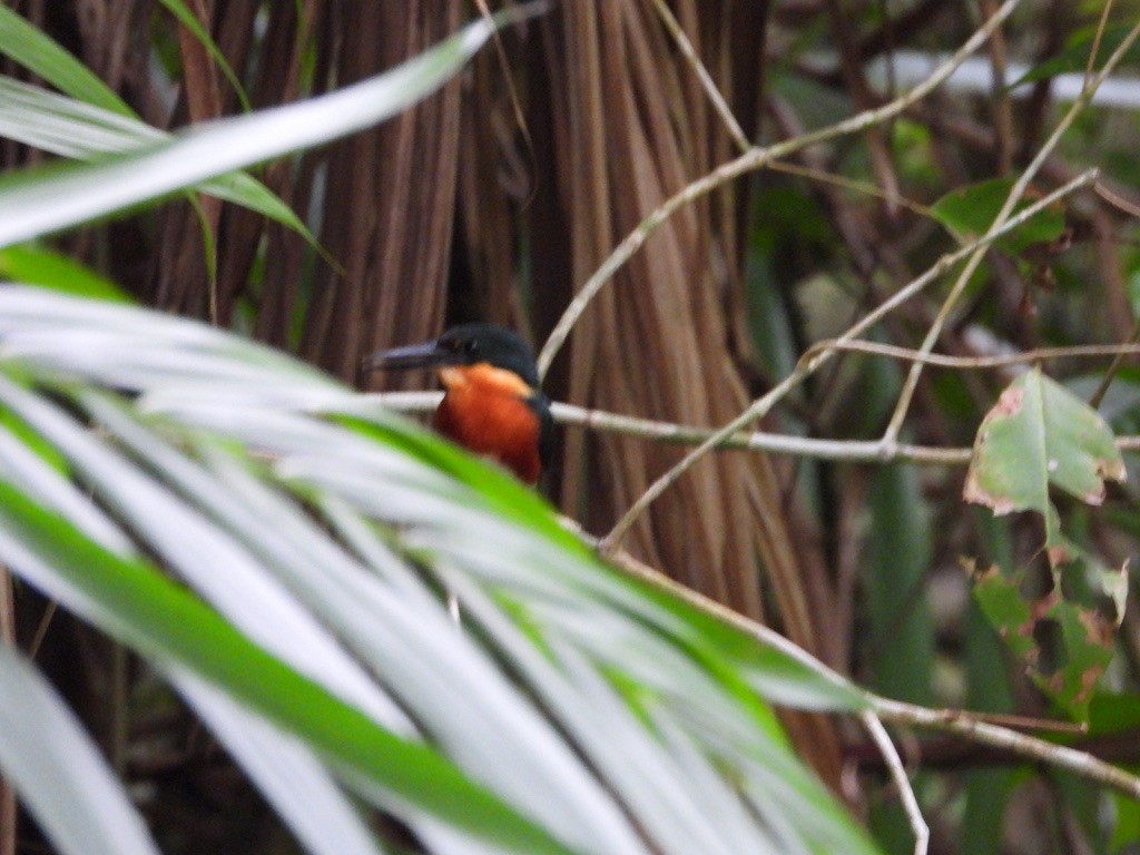 American Pygmy Kingfisher - ML620336633