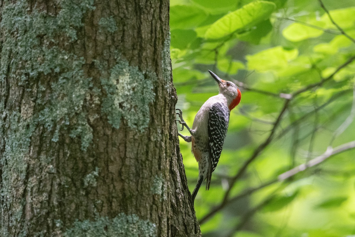 Red-bellied Woodpecker - ML620336644