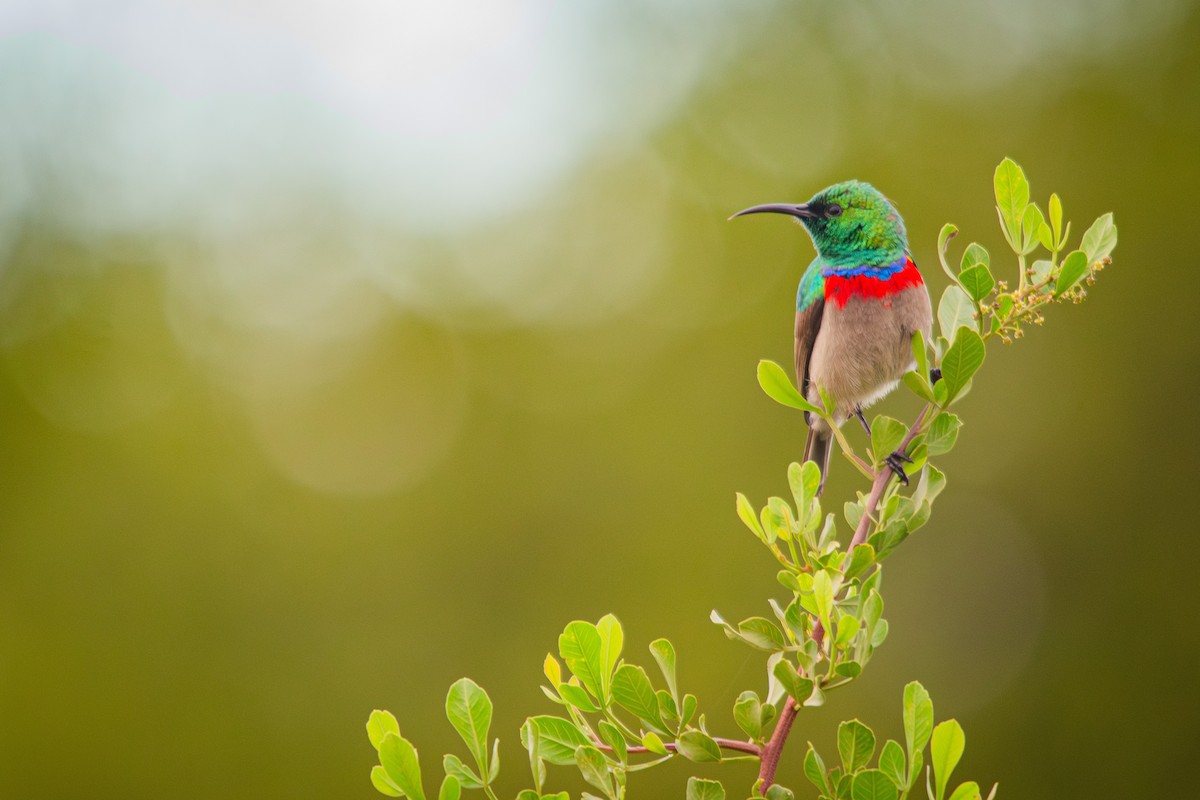 Southern Double-collared Sunbird - ML620336649