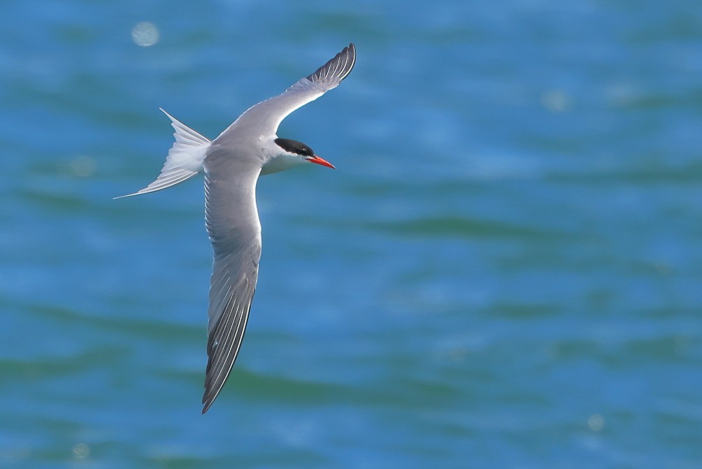 Common Tern - ML620336663