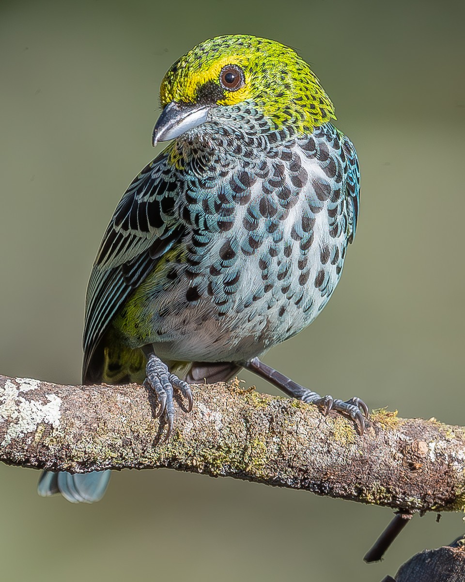 Speckled Tanager - ML620336665