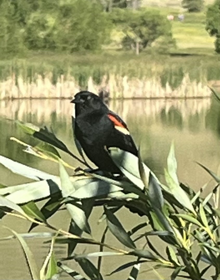 Red-winged Blackbird - ML620336718