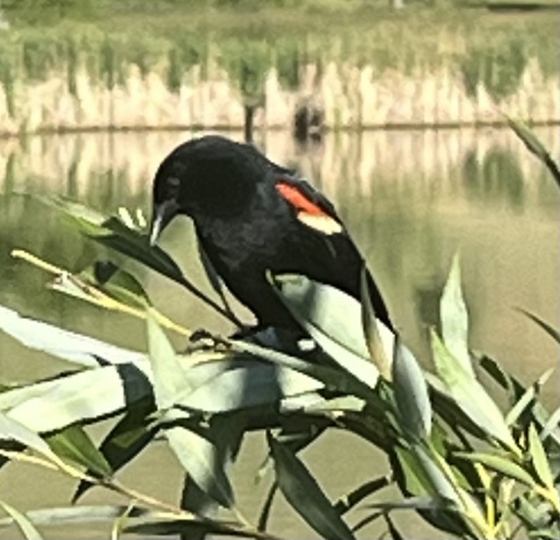 Red-winged Blackbird - ML620336719
