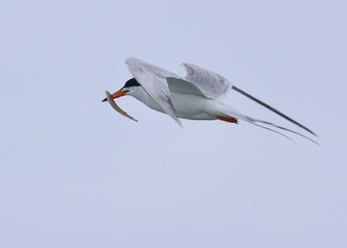 Forster's Tern - ML620336721