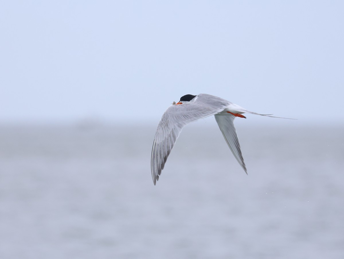 Forster's Tern - ML620336722