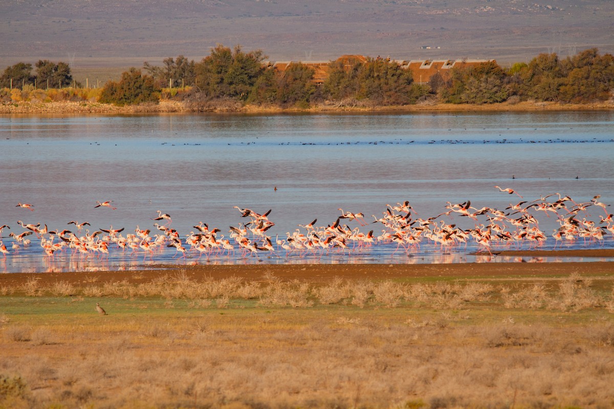 Greater Flamingo - Retief Williams