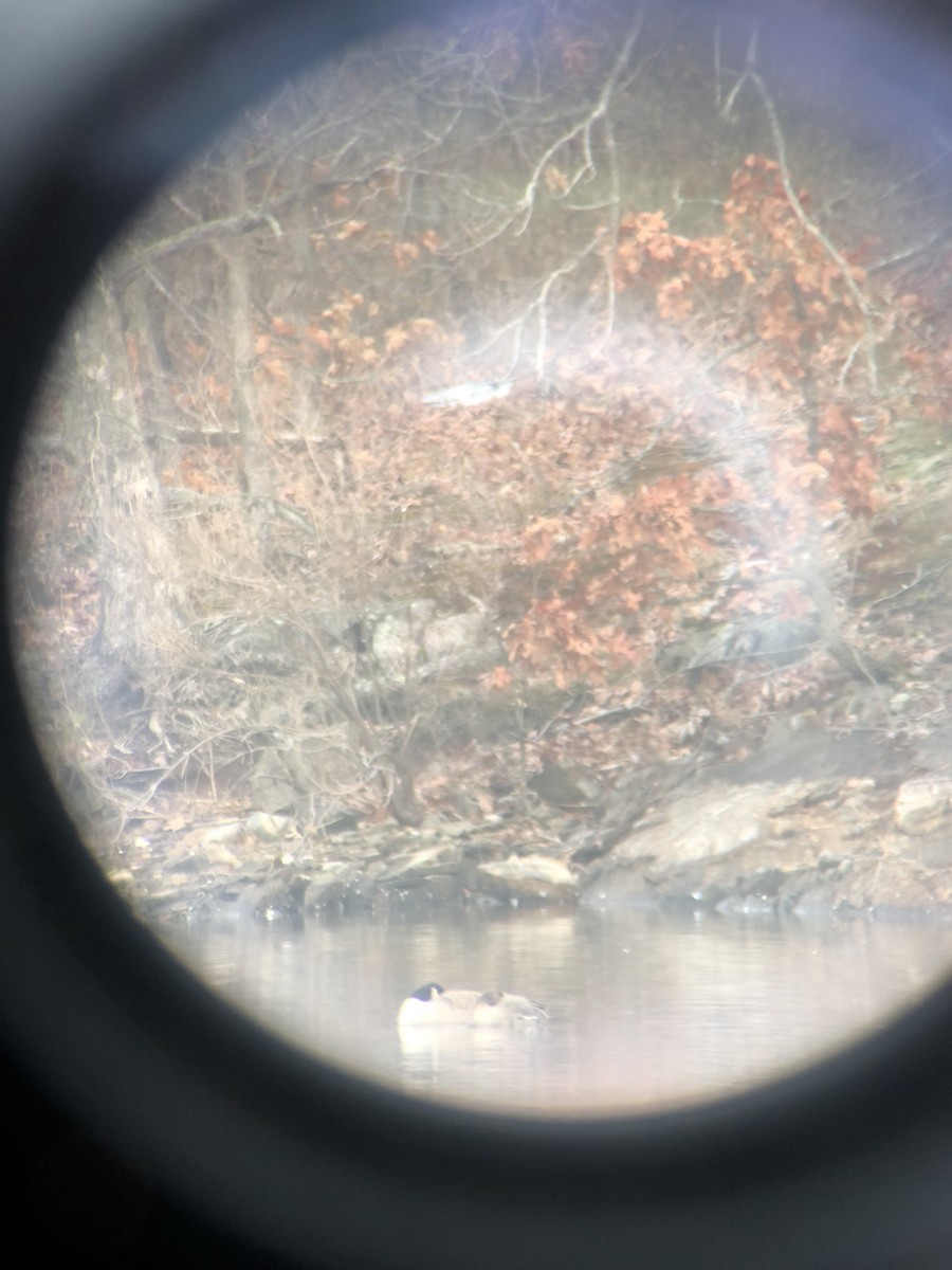 Greater White-fronted Goose - ML620336730