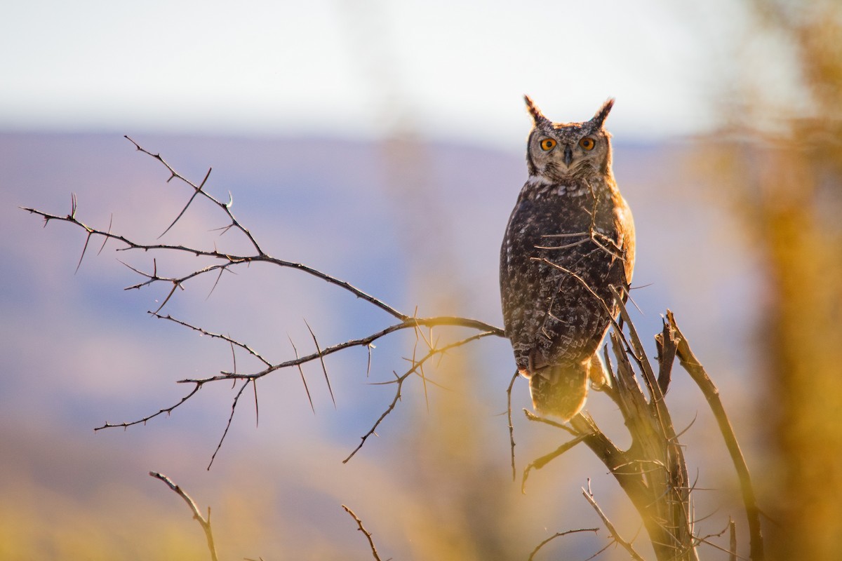 Spotted Eagle-Owl - ML620336733