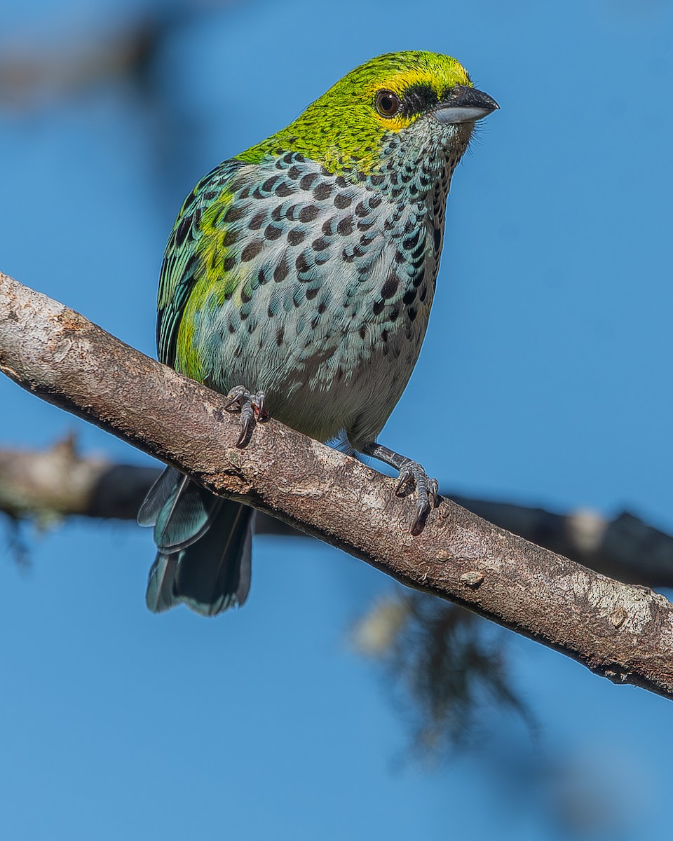 Speckled Tanager - ML620336746