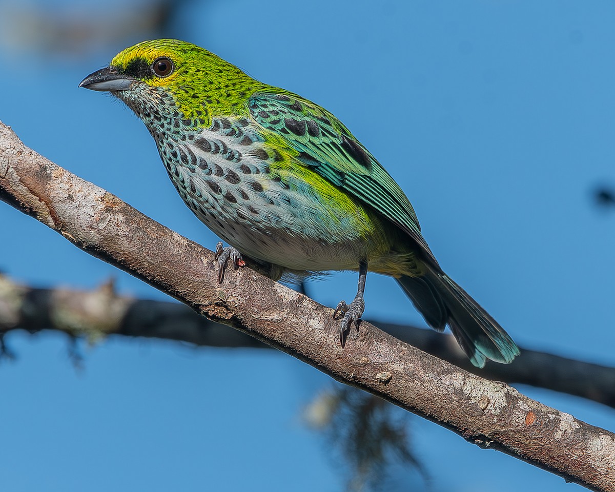 Speckled Tanager - ML620336747