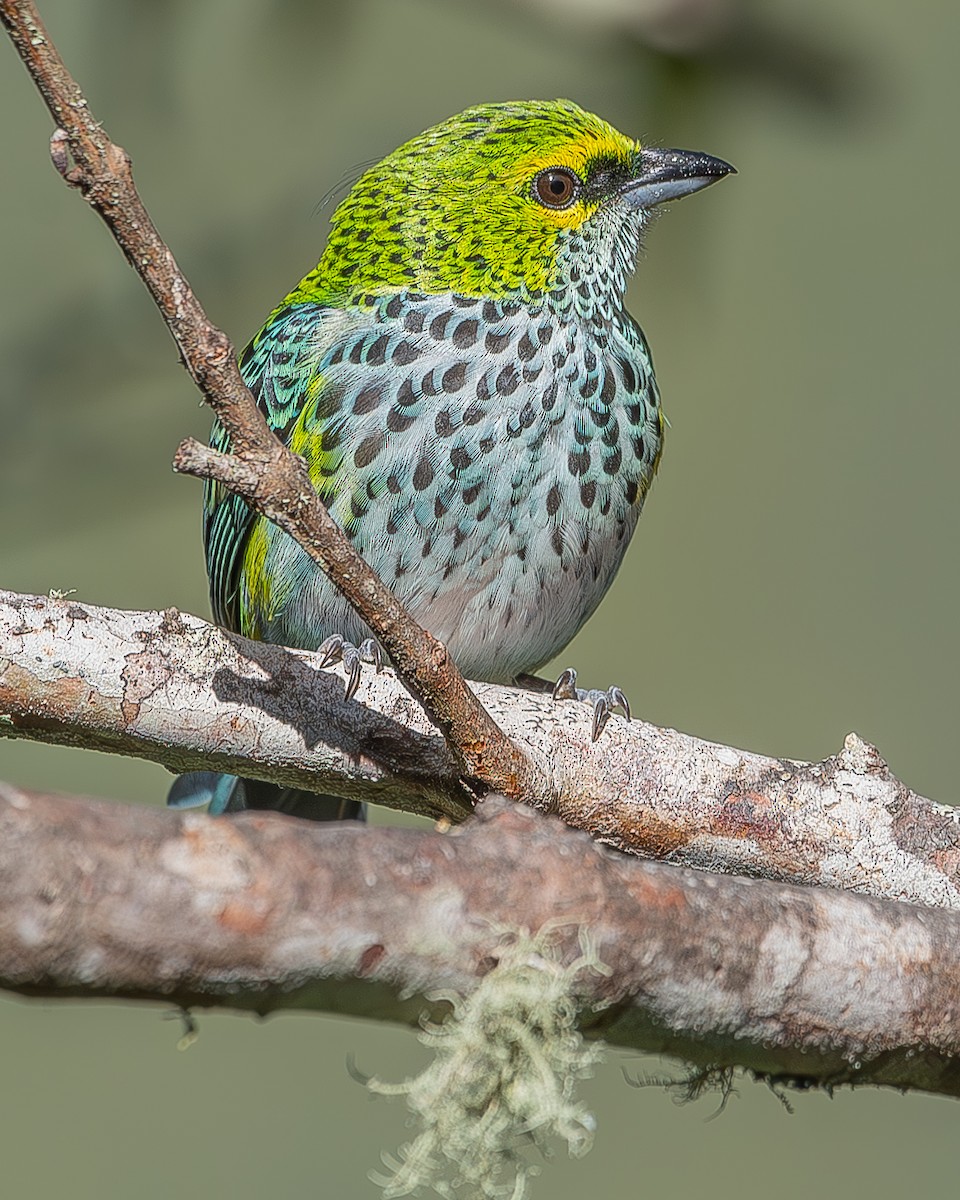 Speckled Tanager - ML620336749