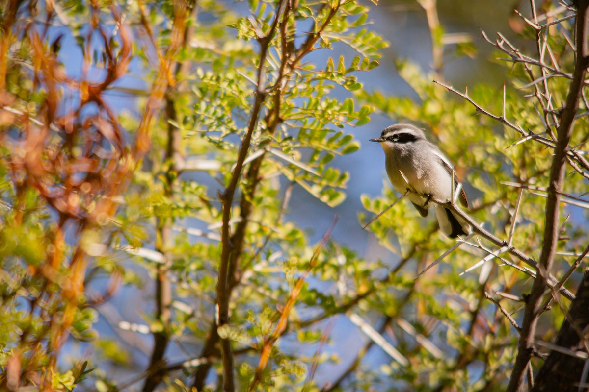 Fairy Flycatcher - ML620336751