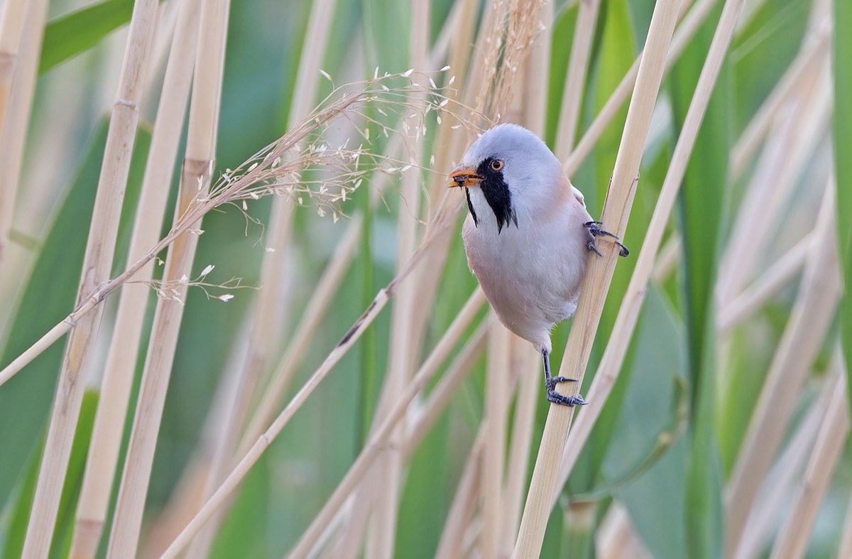 Bearded Reedling - ML620336757