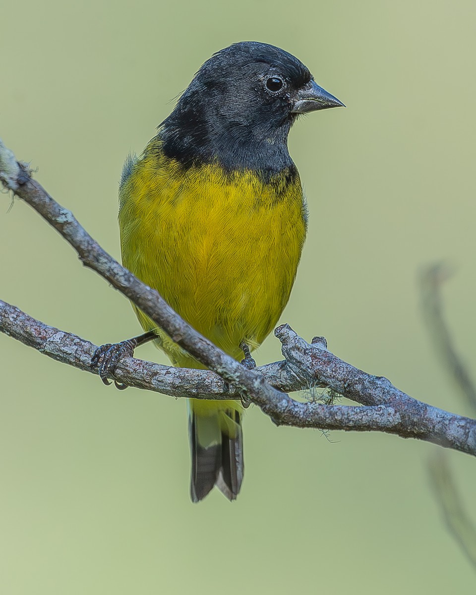 Yellow-bellied Siskin - ML620336775