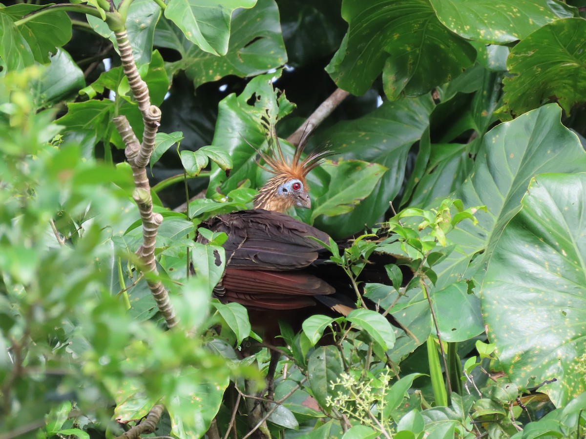 Hoatzin - ML620336779