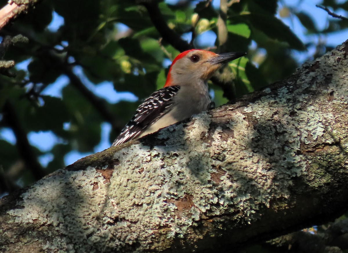 Red-bellied Woodpecker - ML620336780