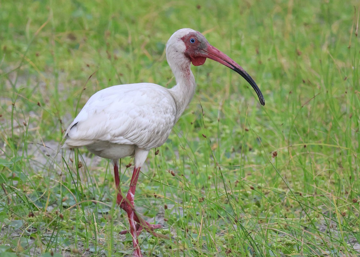 White Ibis - ML620336788