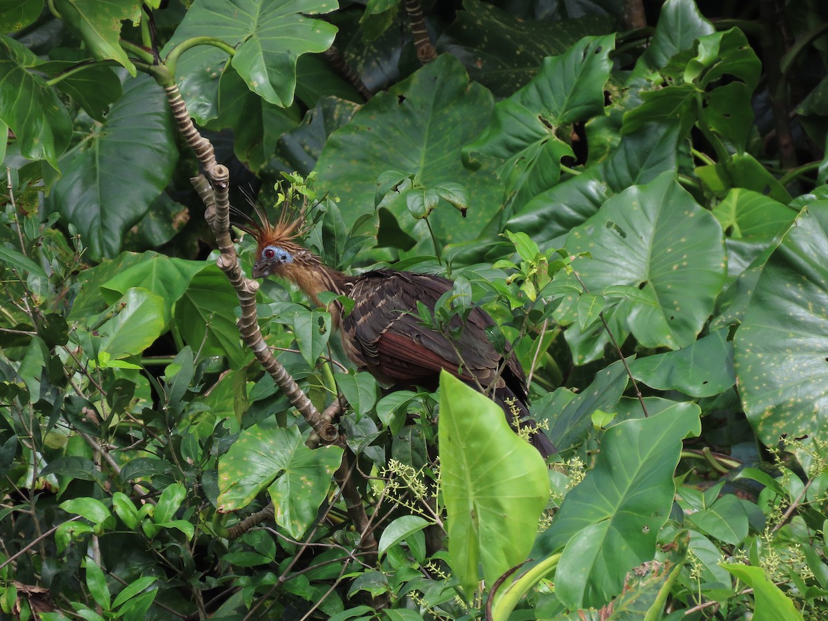 hoatzin - ML620336795