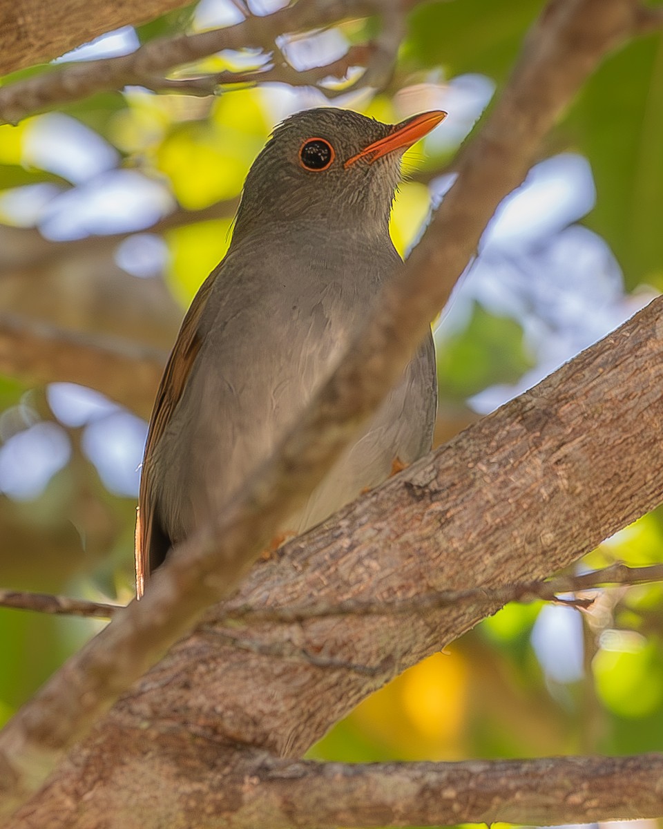 Orange-billed Nightingale-Thrush - ML620336800