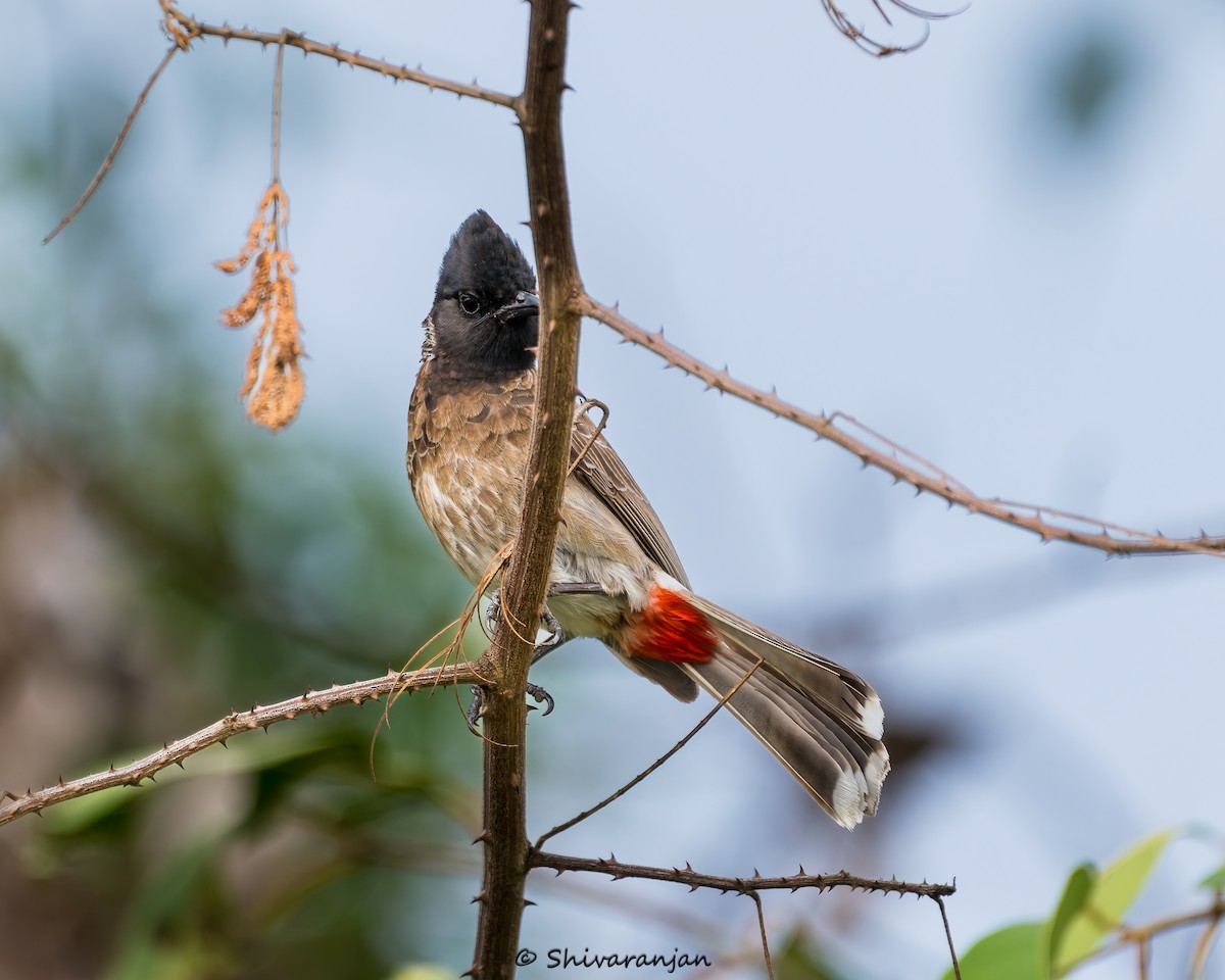 Red-vented Bulbul - ML620336802