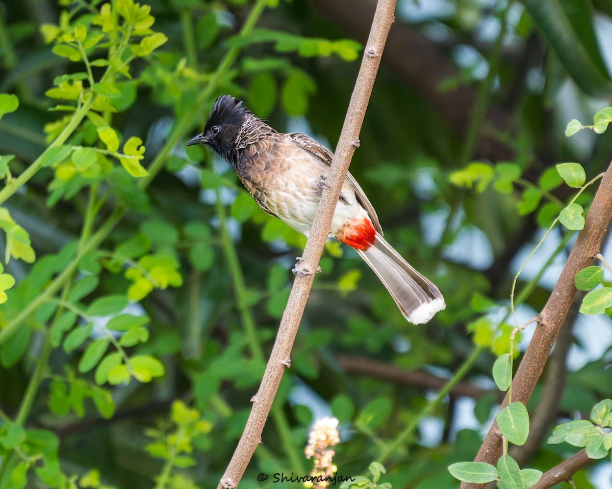Red-vented Bulbul - ML620336803