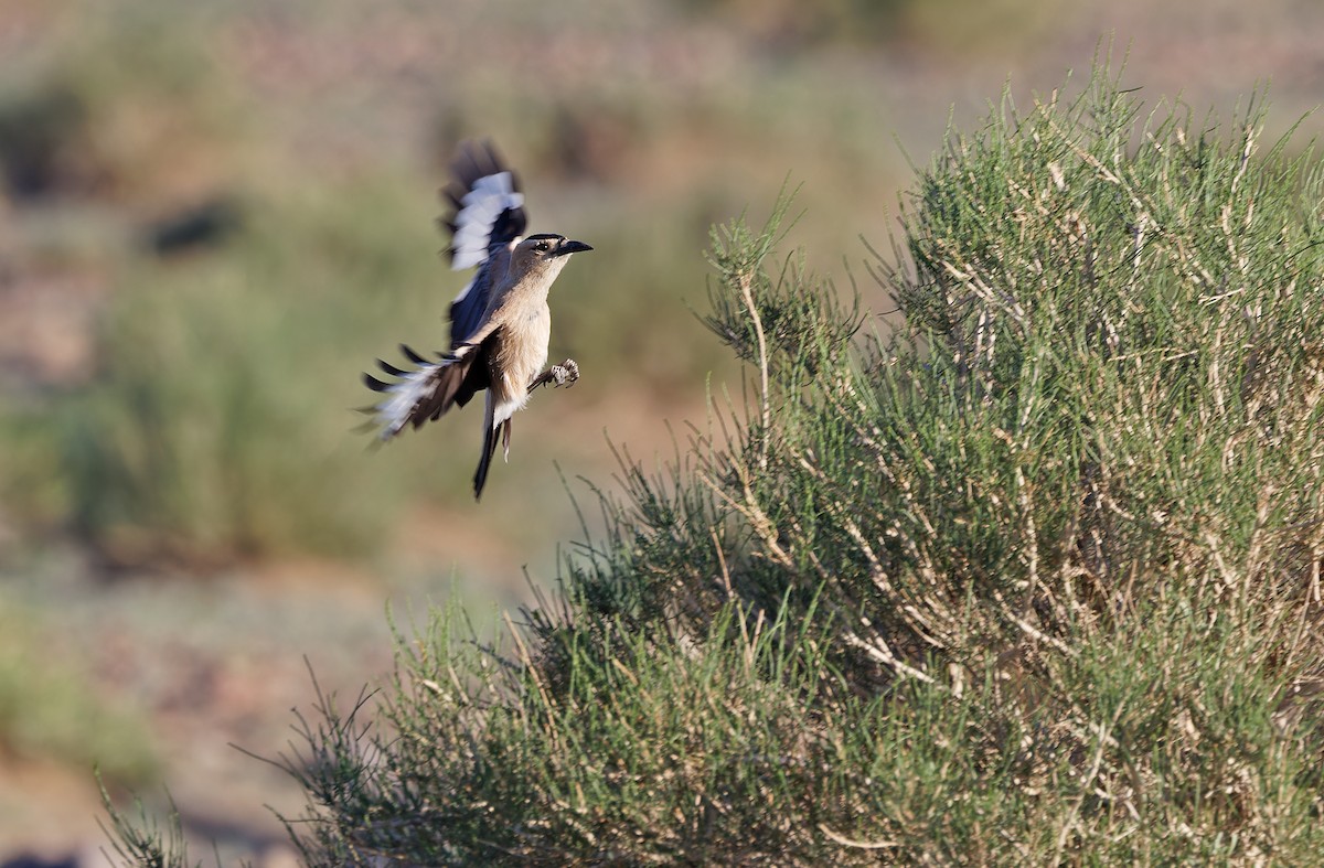 Mongolian Ground-Jay - ML620336813