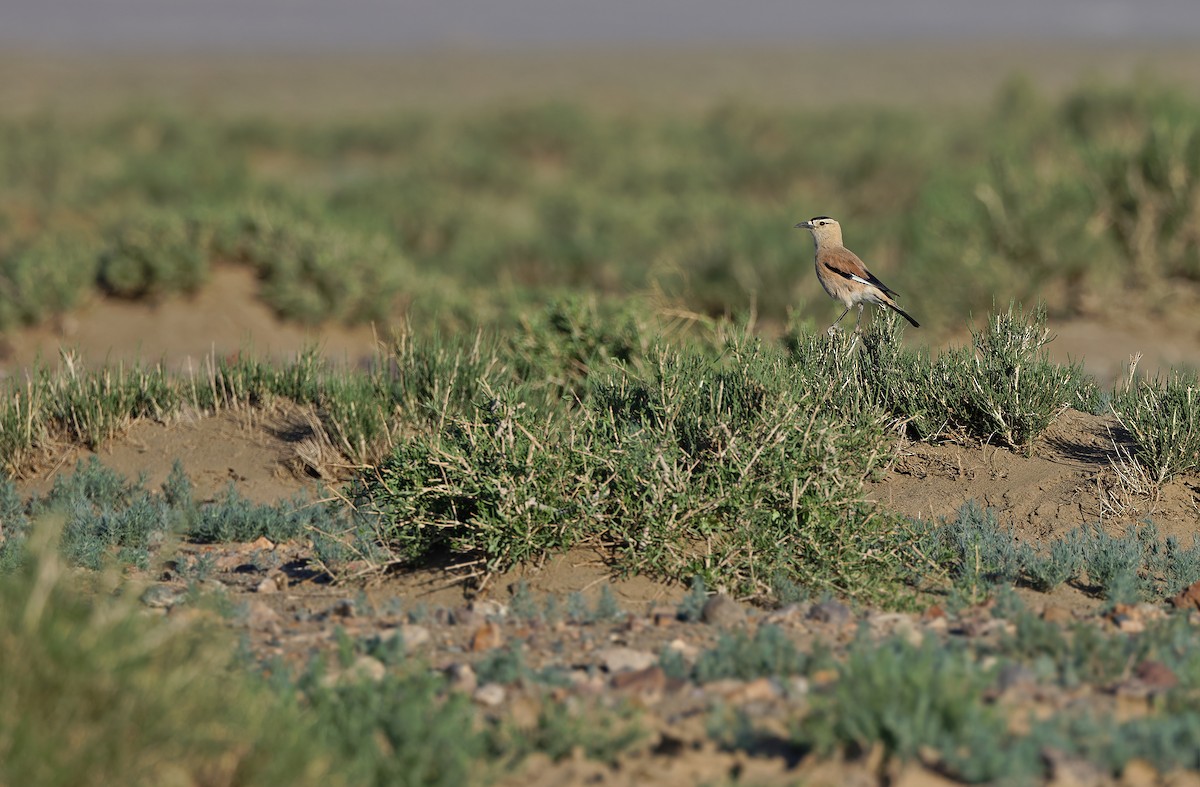 Mongolian Ground-Jay - ML620336815